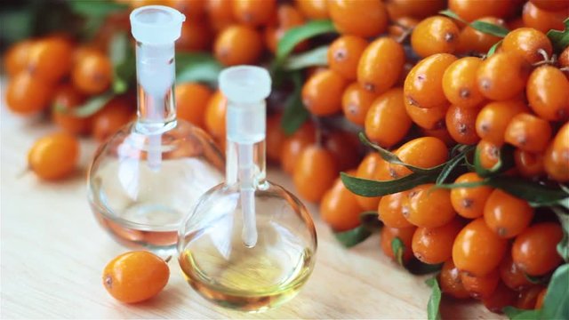 Essential oil of sea buckthorn (Hippophae) in glass bottle with fresh, juicy ripe yellow berries on the branch with green leaves-beauty treatment. Spa concept. Selective focus. 