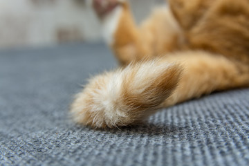 the tail of a red cat 