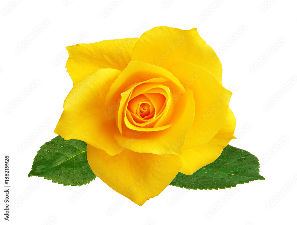 Wall mural beautiful yellow rose isolated on white