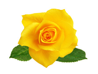 beautiful yellow rose isolated on white