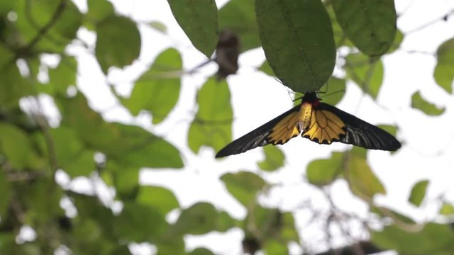 Female Golden Birdwing wildlife in the mountain Taiwan, Troides aeacus is a large butterfly with yellows wings belonging to the Swallowtail Papilionidae family-Dan