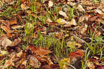 Blades of grass growing through dry leaves in autumnal undergrowth. Picture taken in a forest in North of Italy, during the autumn.