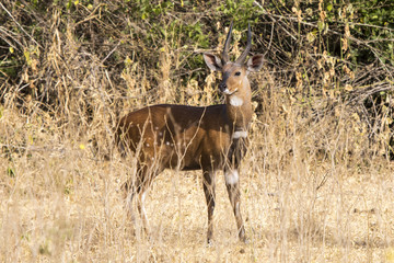 Naklejka na ściany i meble Bushbuck male standing among the bushes in the Ugandan bush sunn