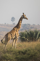 giraffe standing in the bush the savanna sunny day