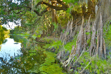 Peace river in Central Florida