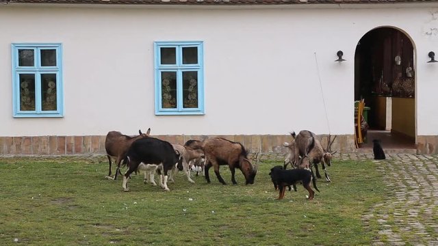 Goats in the yard of old farmhouse