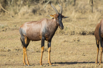Naklejka na ściany i meble TOPI male standing in the Kenyan the savanna on a sunny day
