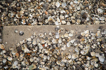 Full of shells