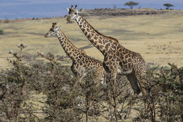 two giraffes standing among the low bushes on the slope of acaci