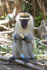 Vervet Monkey male sitting on the ground and eating a piece of f