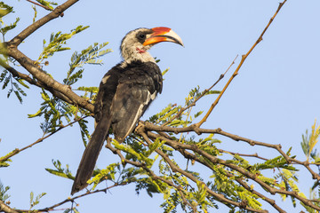 Von der Deckens Hornbill male sitting on a branch of a tree on a