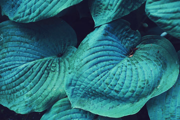 blue huge leaf plant close up photo - obrazy, fototapety, plakaty