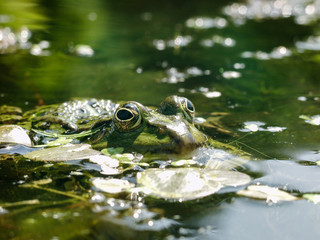 Green Frog