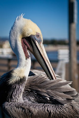 Pelican