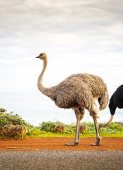 Ostrich Family With Chicks