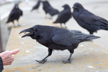 Feeding the raven at Ocean Beach in San Francisco.