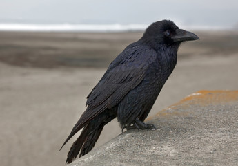 Raven