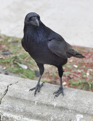 Raven