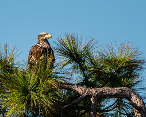 Juvenile