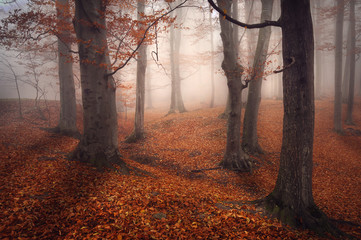Naklejka premium Foggy Forest