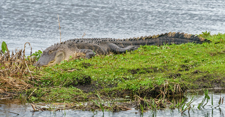 Gator