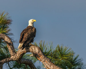 Majestic