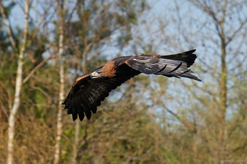 Golden eagle (Aquila chrysaetos)