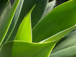 Obraz premium Plant Leaves Graphical, Sicily, Italy