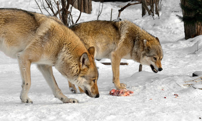 Grey wolves (Canis lupus). Fight for food in winter