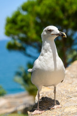 Funny White Seagull Bird Portrait