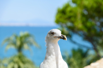 Funny White Seagull Bird Portrait