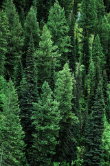 Forêt de pins dans le paysage de montagnes sauvages