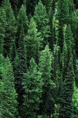 Tuinposter Bos van pijnbomen in het landschap van de wildernis in de bergen © Lane Erickson