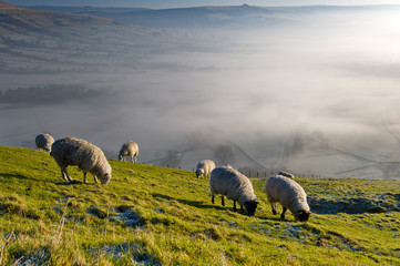 Fototapeta premium Group of Sheep Grazing Grass on a Hill. Early morning fog in background. Winnats Pass, Peak District National Park, UK.