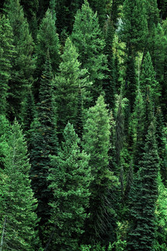 Fototapeta Forest of Pine Trees in Wilderness Mountains Landscape