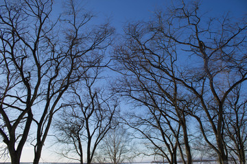 Trees without leaves