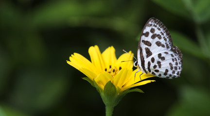Fototapeta na wymiar Butterfly, Butterflies feed on yellow flower, Common Pierrot ( Castalius rosimon )