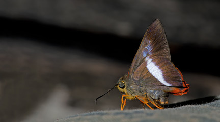 Fototapeta na wymiar Butterfly, Butterflies feed on the Camouflage jacket, Entire Mottle ( Lo, Orange-tailed Awl ( Bibasis sena )