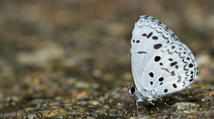 Butterfly, Butterflies feed on the rocks, Common Hedge Blue ( Acytolepis )