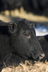Black Angus Cattle in a feed lot in the winter