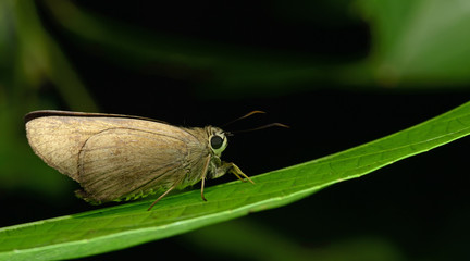 Butterfly, Butterflies feed on the green leaf, Brown Awl ( Badamia exclamationis )