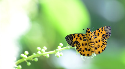 Butterfly, Butterflies feed on the flower, Zigzag Flat ( Odina decorata )