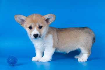 Pembroke Welsh Corgi puppy