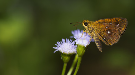 Butterfly, Butterflies feed on the flower, Common Chestnut Bob ( Lambrix salsala )