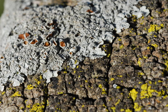 Tranqueras y alambrados