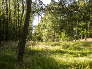 Forest Putten Ermelo, Gelderland, Holland, NLD