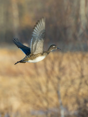 Flying Wood Duck Hen
