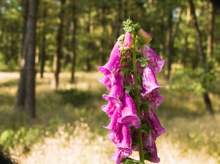 Digitalis Flowers in Forest Putten Ermelo, Gelderland, Holland,