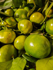 Green mandarin