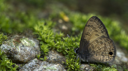 Butterfly, Butterflies feed on the stone, Dark-based Lineblue ( Prosotas gracilis )